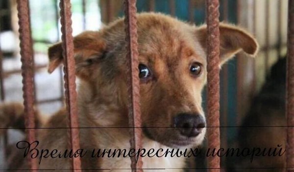 Мы решили с мужем взять в семью собаку из приюта. Муж хочет купить породистую собаку. Мол, ...