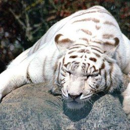 ���� ���������, ��������, 50 ��� - ��������� 1 ��� 2024