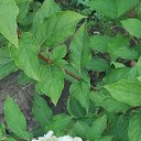 ���� Svetlanna, ������������ - ��������� 14 �������� 2024 � ������ ���� ����������