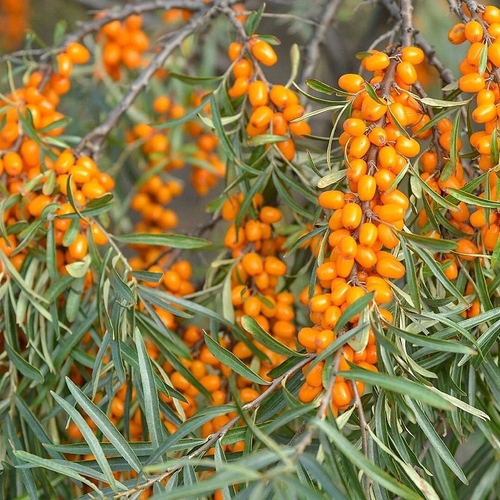 e c ae aa oe aco cpc o.  p oa  oa cec ... - 2