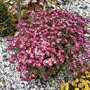 ���� ����, ������, 59 ��� - ��������� 3 ������ 2024 � ������ ���� ����������