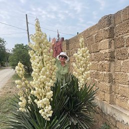 �����, ������, 62 ����