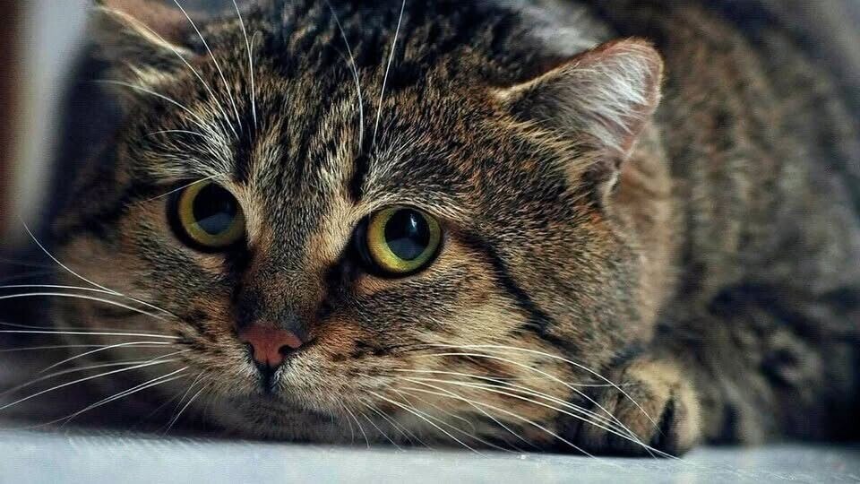Демарш кота Пончика.Пончик мучился от нестерпимого зноя, но перебраться в тенек не было никакого ...
