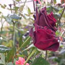 ���� �����, ���������, 48 ��� - ��������� 15 ������� 2026 � ������ ���� ����������