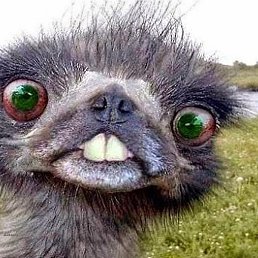 �������, ����, 46 ���