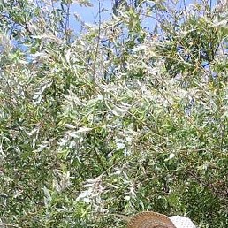 ��������, ��������, 59 ���