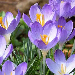 �����, ������������