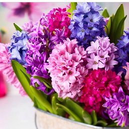 Veronika, ������, 25 ���