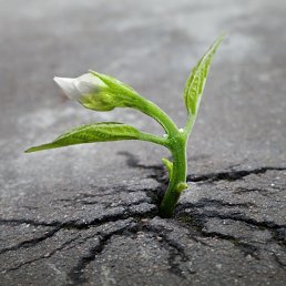 �����, ������, 43 ����