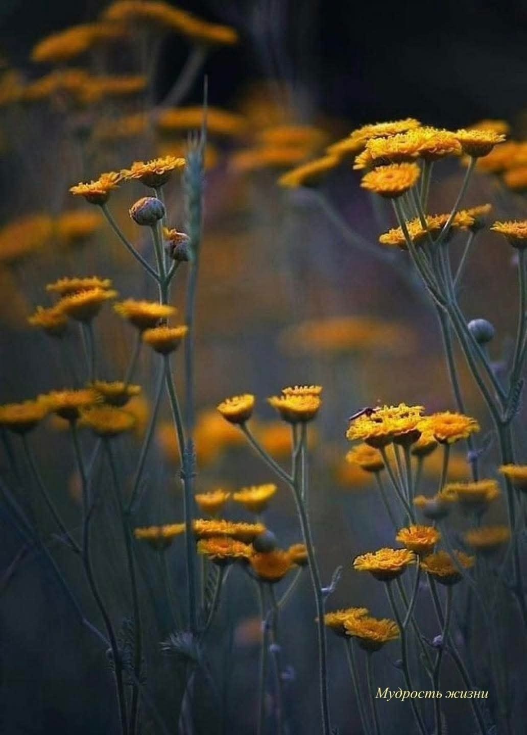      ,     ...    ,    ...