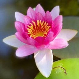 �������, ���������, 54 ����