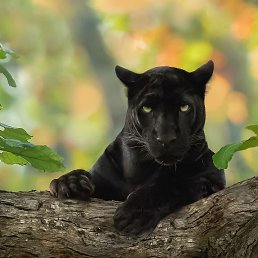 ���� �������, ����, 52 ���� - ��������� 15 ������� 2023