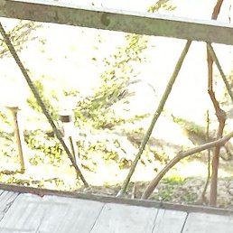 Maksim, �����-���������, 26 ���