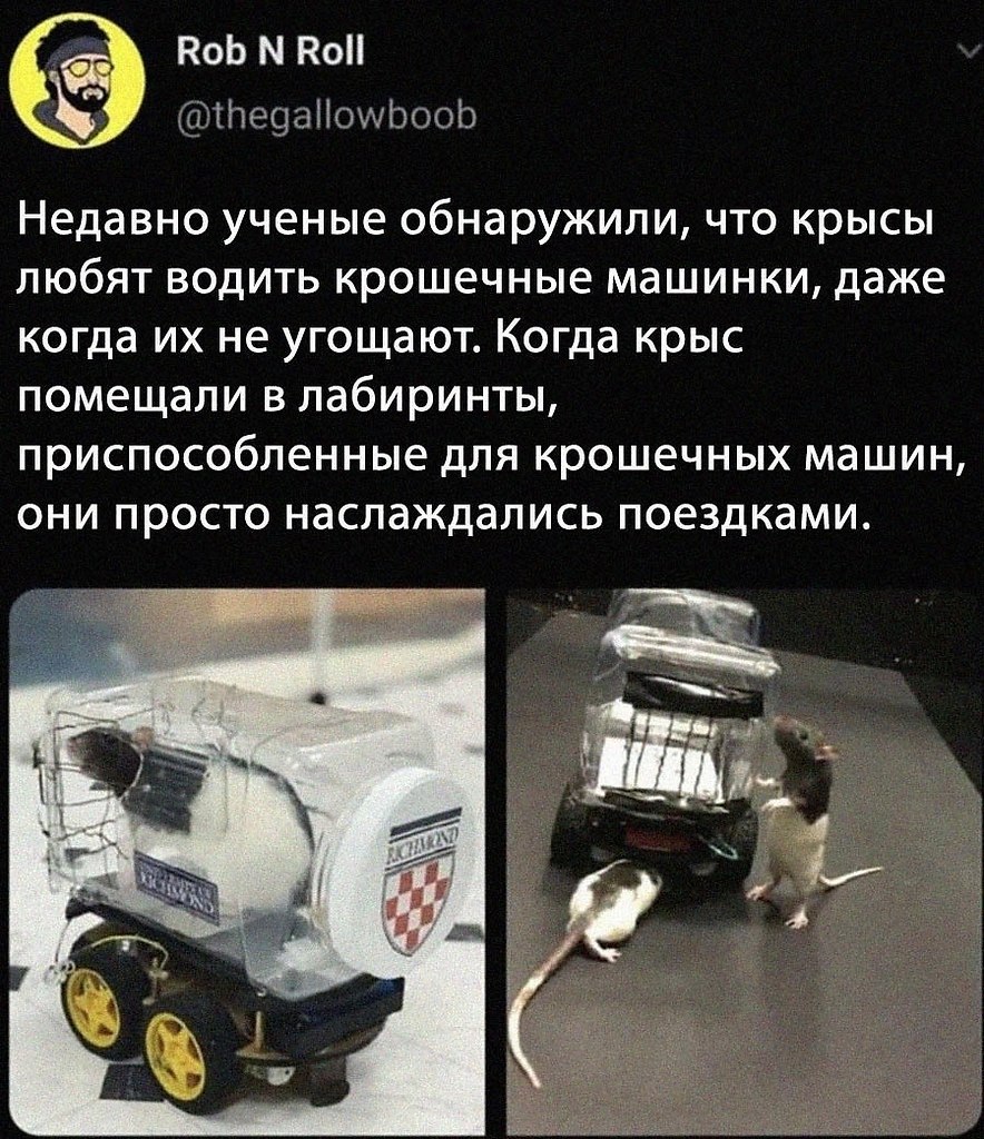 Крыски очень умные животные!