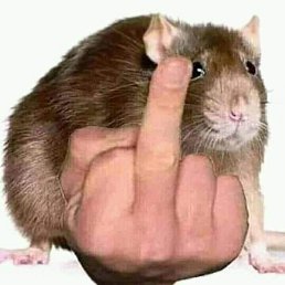 Errya, ������, 26 ���