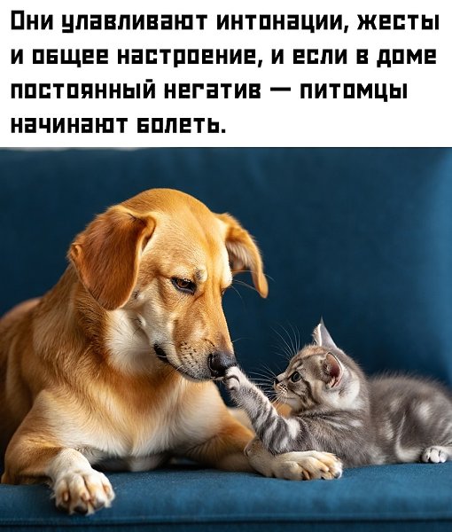 Собаки превращаются в тревожных «психологов», а у котов от стресса может развиться даже цистит. Так ... - 2