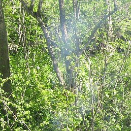 ����, ����, 44 ����