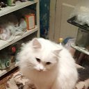 ���� ���������, ���, 71 ��� - ��������� 11 ������ 2024 � ������ ���� ����������