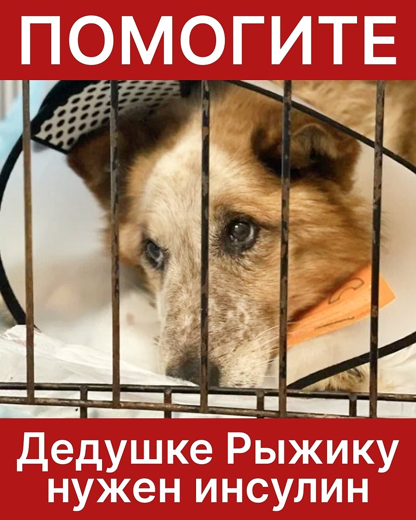 Старенькому Рыжику нужен уход.Ему нужен инсулин, препараты и перевязки. Пожалуйста, помогите его ...