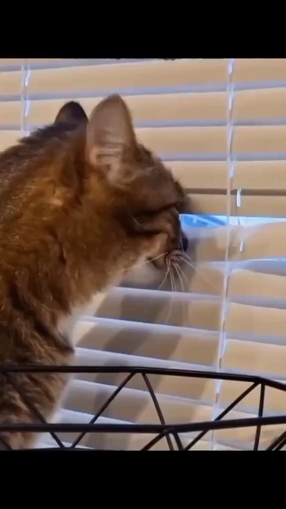 � �������� �� ������, ����� ������������ ������������)