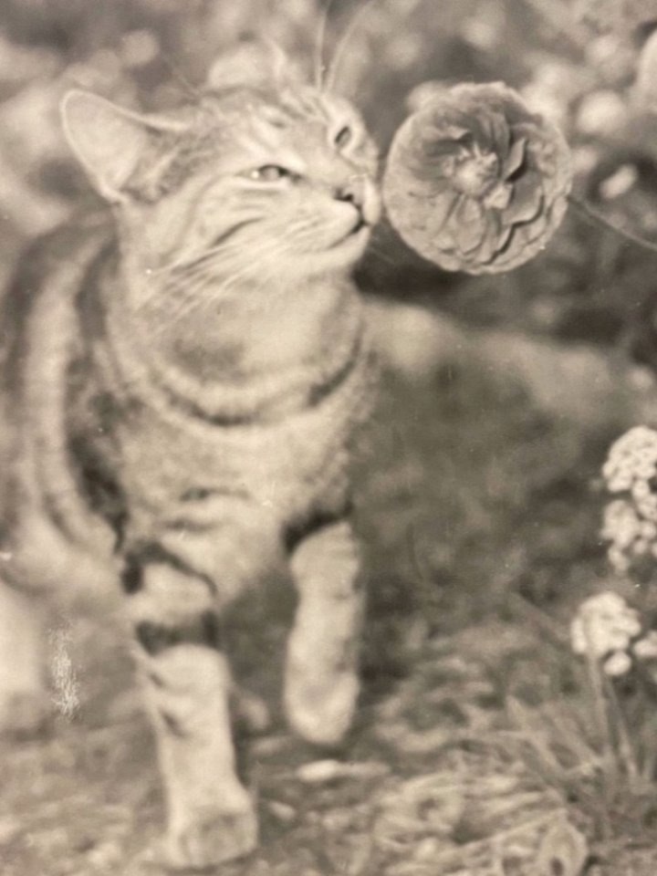 Этим кадрам больше века... Тогда фотография была сложным и долгим делом: громоздкая камера, штатив, ... - 6