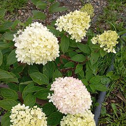 ������, �����, 65 ���