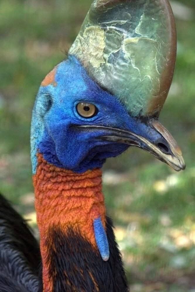 :) САМОЕ ОПАСНОЕ ПЕРНАТОЕ В МИРЕ ... Казуар — высокая, массивная и злобная птица, которая впечатляет ...