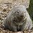 ���� Wombat, ������-������������� - ��������� 18 ��� 2024