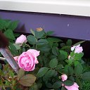 ���� ����, �����������, 44 ���� - ��������� 18 ������� 2025 � ������ ���� ����������