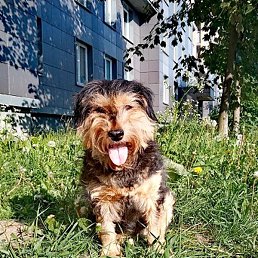 ������, �����-���������