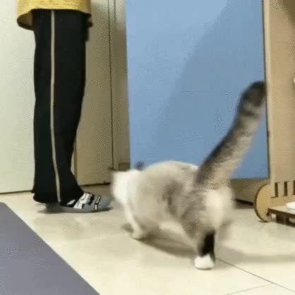 GIF Preview
