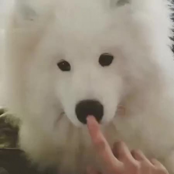 GIF Preview