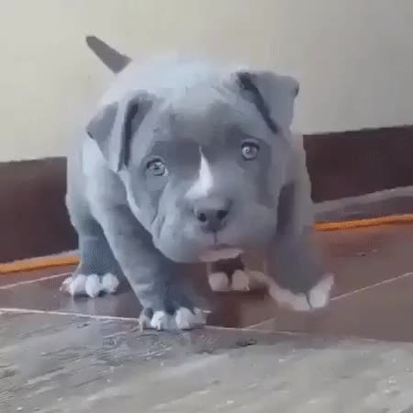 GIF Preview