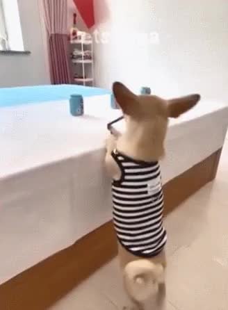 GIF Preview