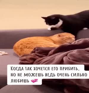 GIF Preview