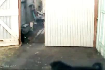 GIF Preview