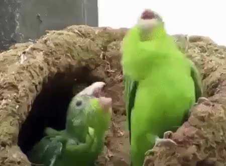 GIF Preview