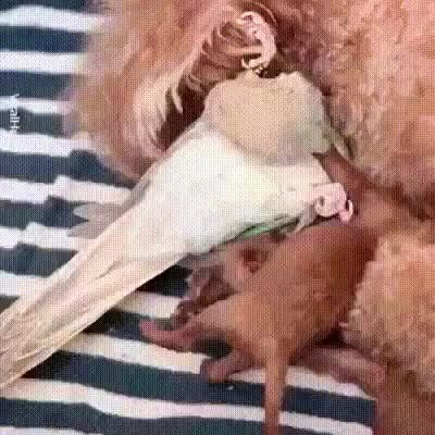 GIF Preview