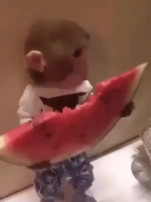 GIF Preview