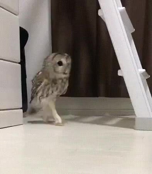 GIF Preview