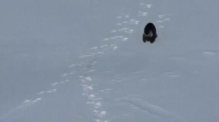 GIF Preview