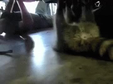 GIF Preview
