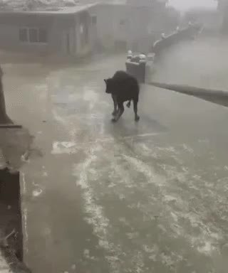 GIF Preview