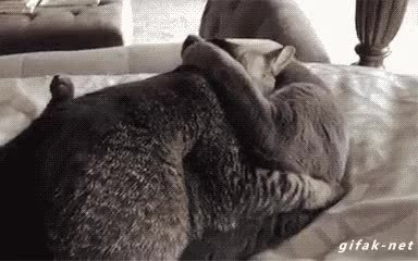 GIF Preview