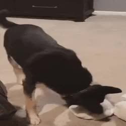 GIF Preview