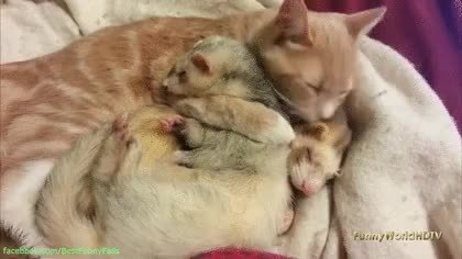 GIF Preview