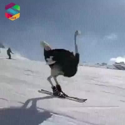 GIF Preview