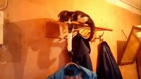 GIF Preview