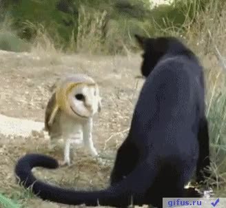 GIF Preview