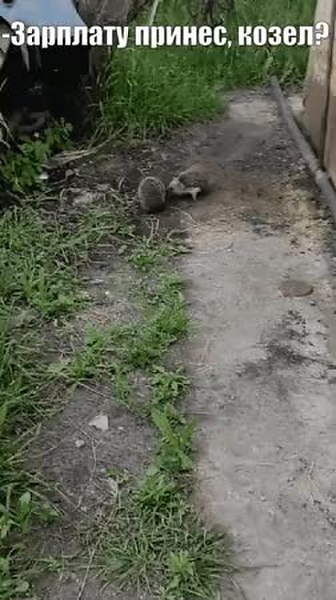 GIF Preview